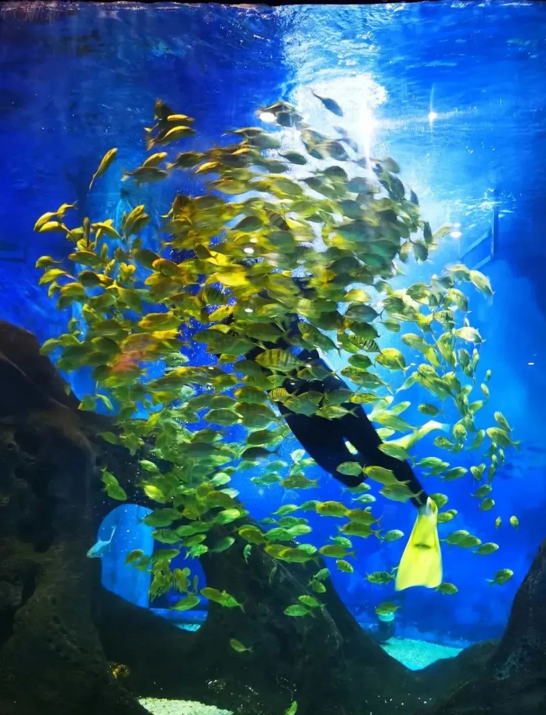 百年盛世看曲江,看曲江全景