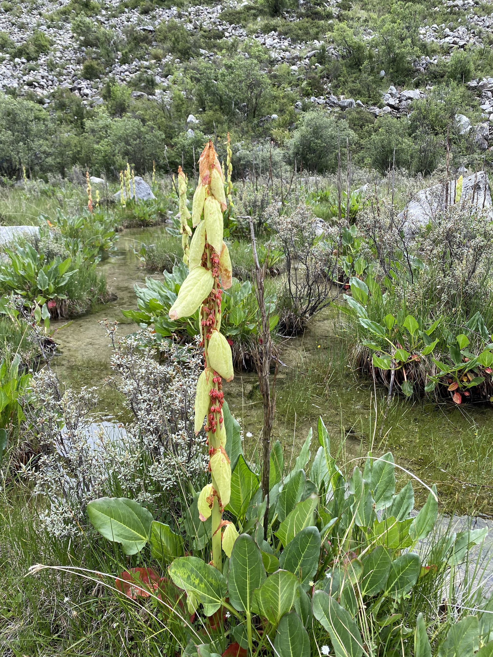 理塘格聂神山怎么走,理塘格聂神山故事