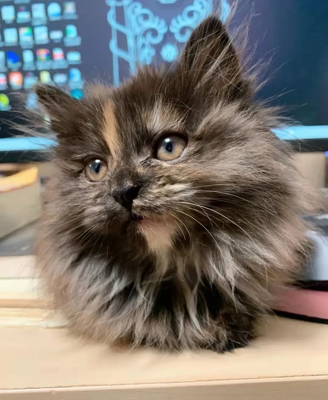 猫肠胃炎不吃不喝便血,猫得了严重的肠胃炎怎么办