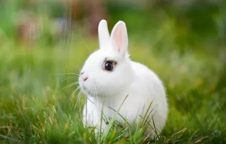 小白兔活泼又可爱,小白兔可爱型的