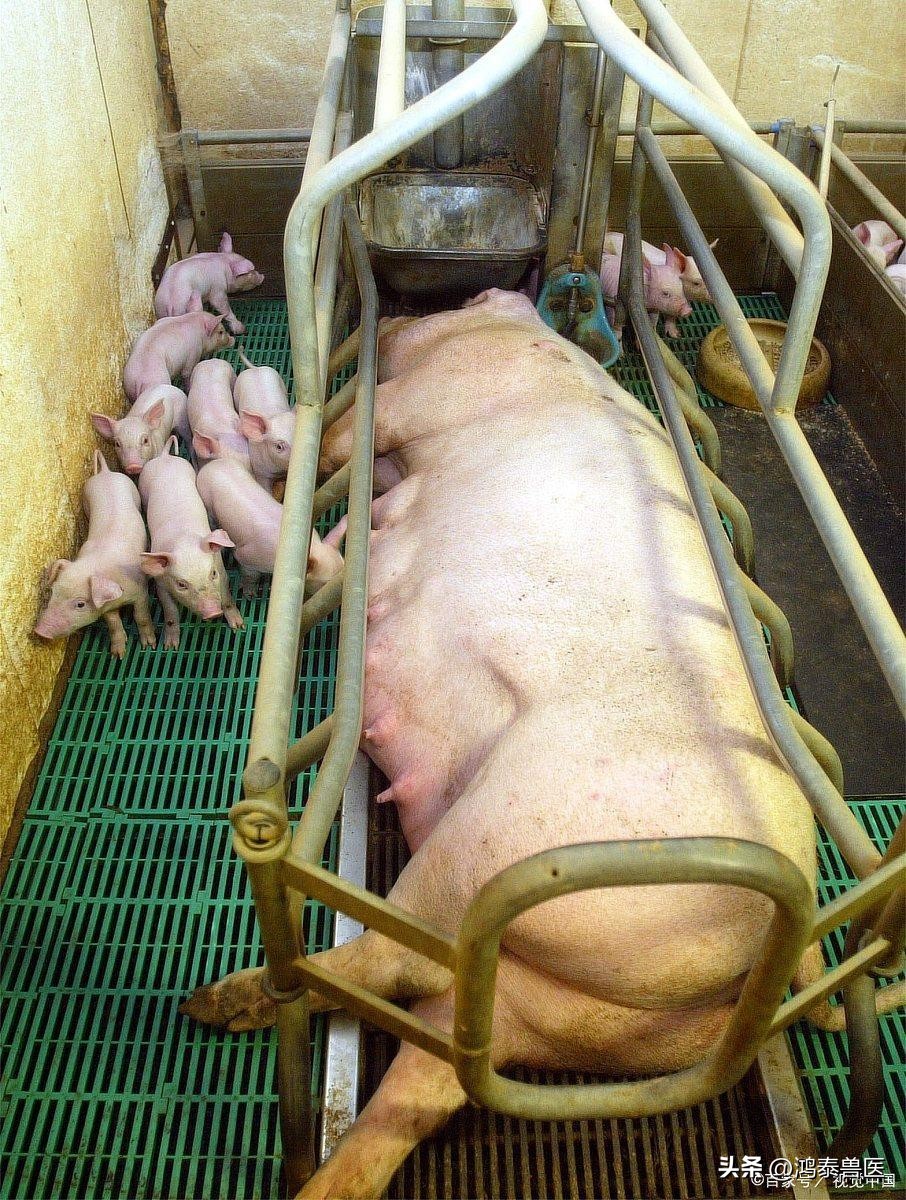 母猪生产过程中的问题,怎样抢救母猪