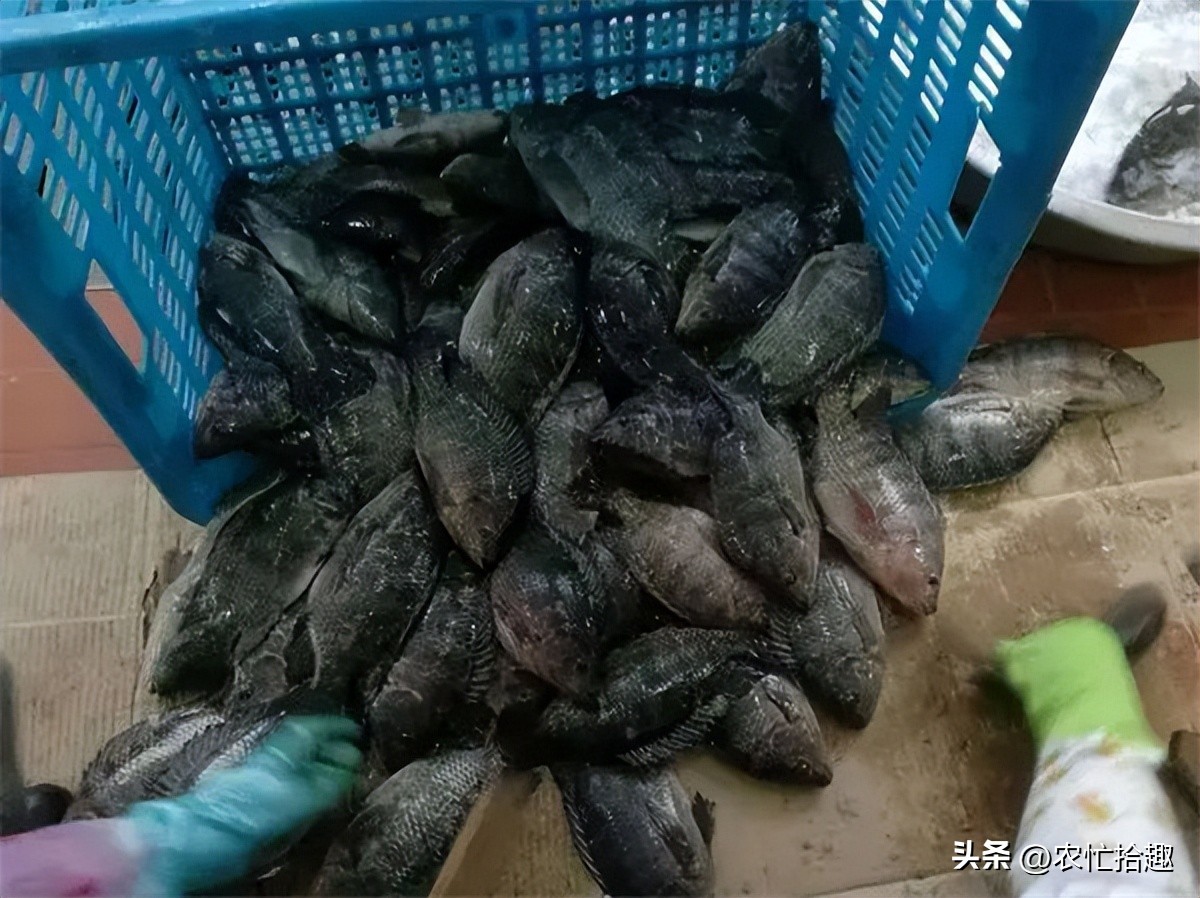 饲料行业低迷如何破局,小型饲料厂亏本