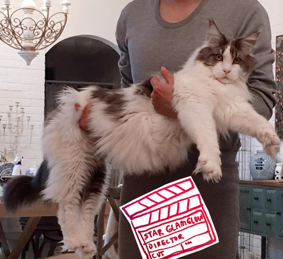 缅因猫出生后多大开始吃猫粮,缅因猫一天能吃300克猫粮