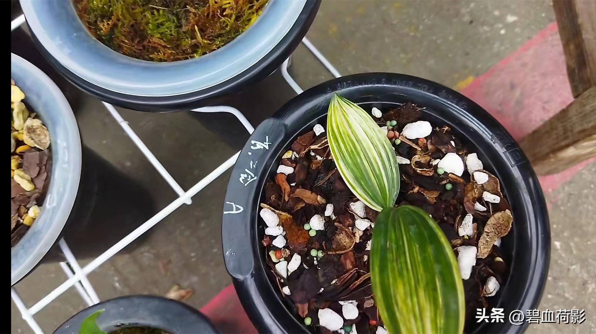 兰市低迷兔耳兰却一家独大,兰友要不要跟风投资?你需要明白五点