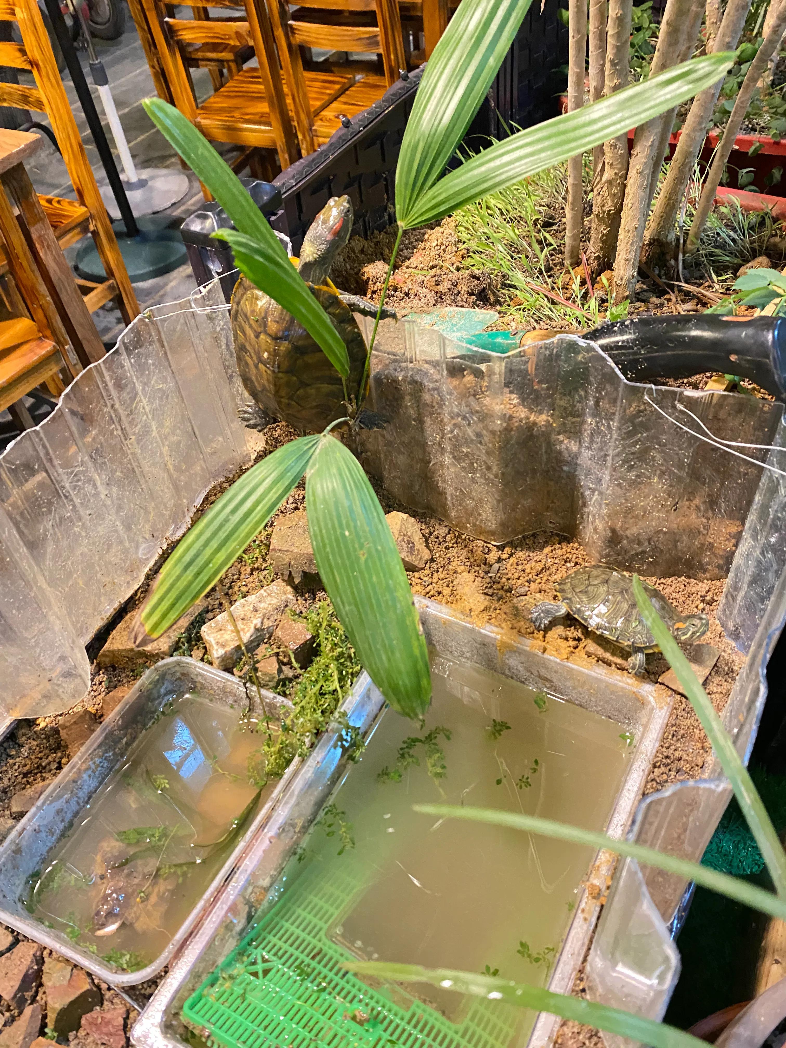 您必须掌握的7条养龟经验,超全面的养龟教程