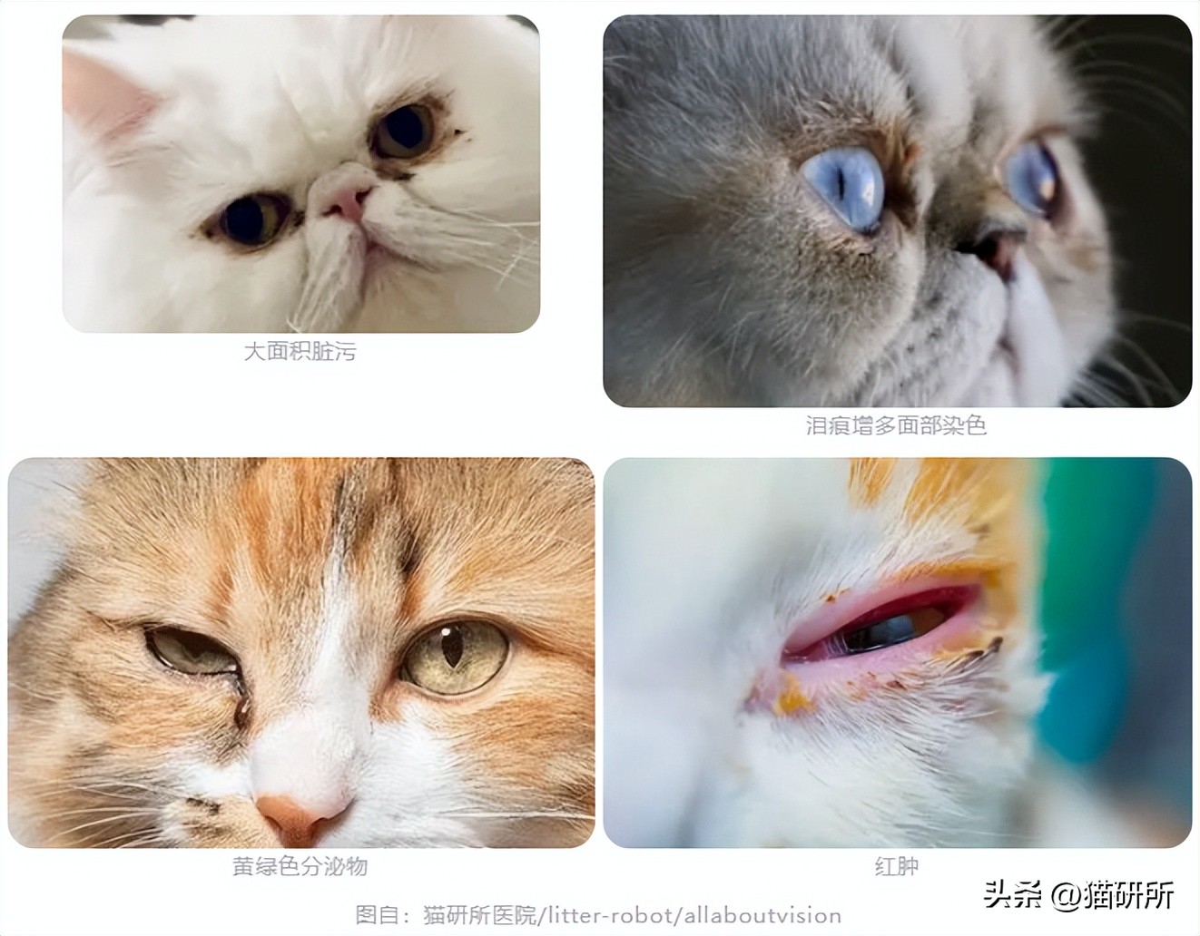 猫咪流泪有眼屎该吃什么药,猫咪有红褐色的眼屎正常吗