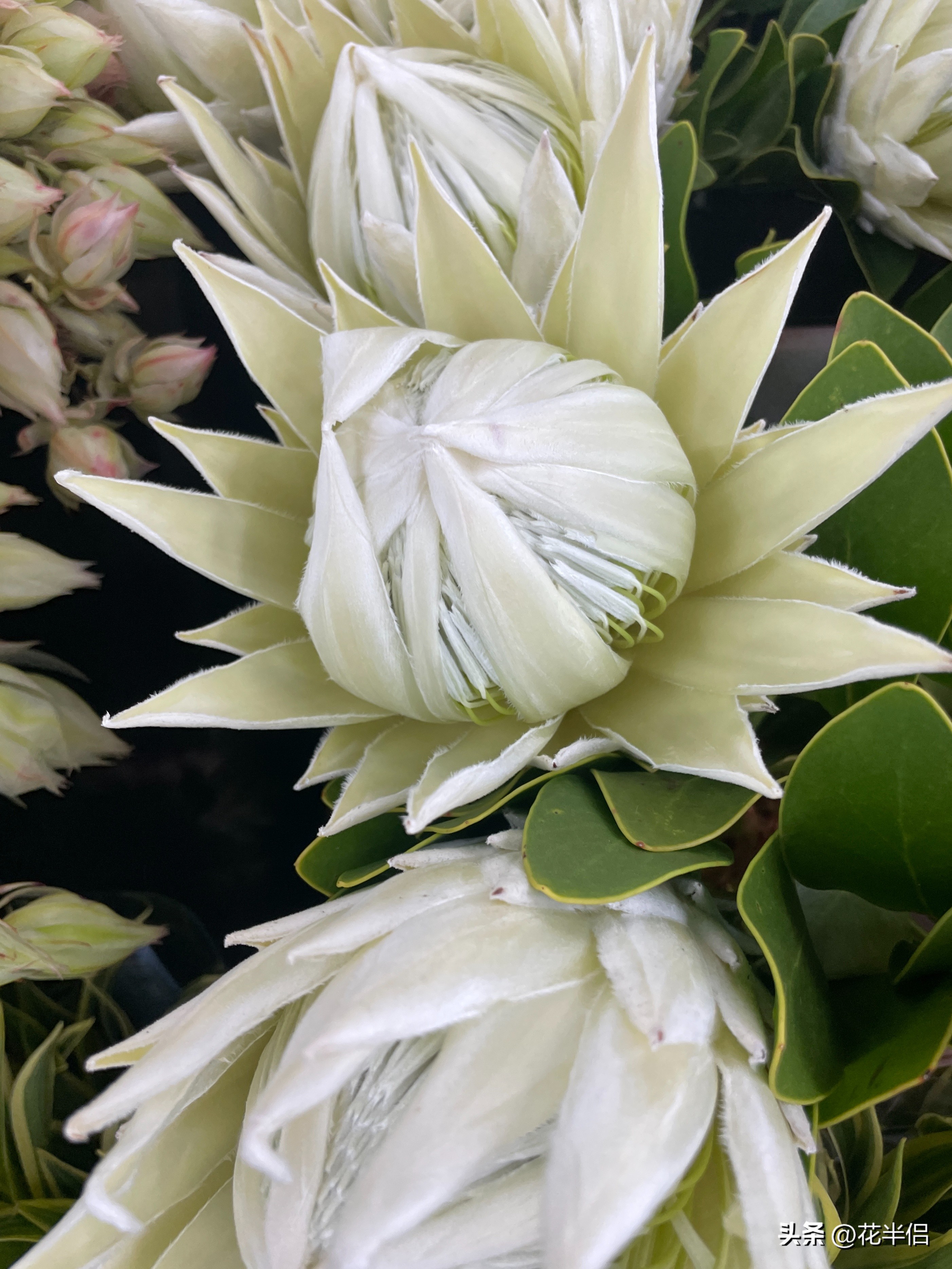 世界上36种罕见的花帝王花,帝王花花卉