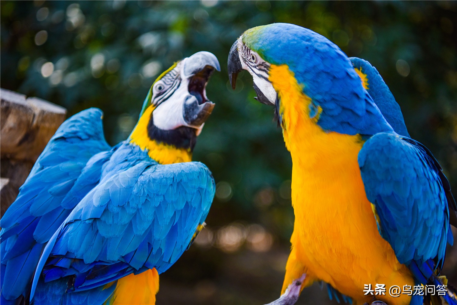 鹦鹉撞出脑震荡什么反应,牡丹鹦鹉脑震荡表现