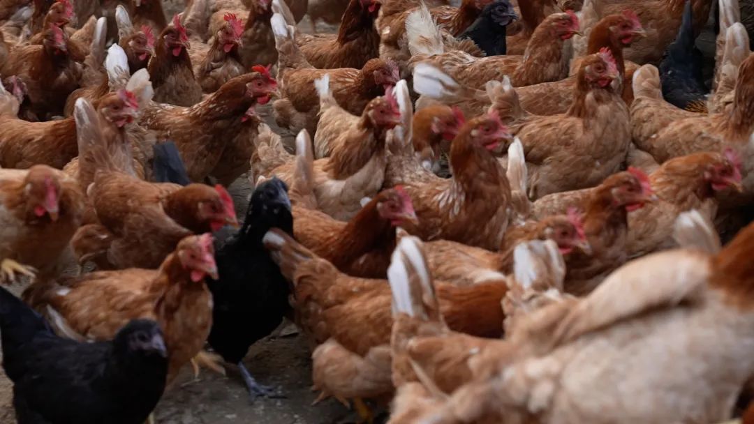 5万只鸡蛋一年能赚多少钱,一年卖1000万个鸡蛋