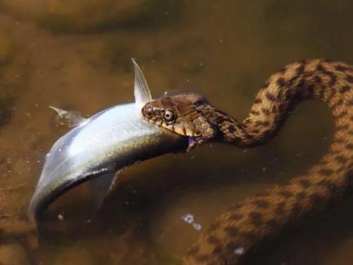 夏季野钓防蛇的最好办法,野钓怎么防蛇最有效