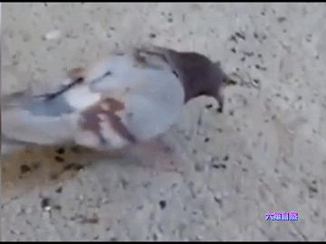 英国出现“僵尸”鸽子,英国出现僵尸鸽子人类会感染吗