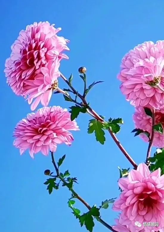 苏东坡传二十一章读书笔记,弟子规第二十一章读书笔记