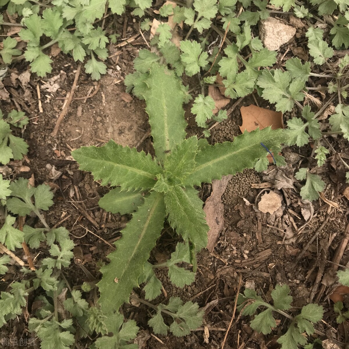 名字很土但很好吃的中国食物,名字不好听但却美味的野菜