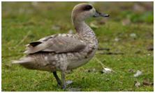 鸟类在分类学中统称为什么,鸟纲分类总表