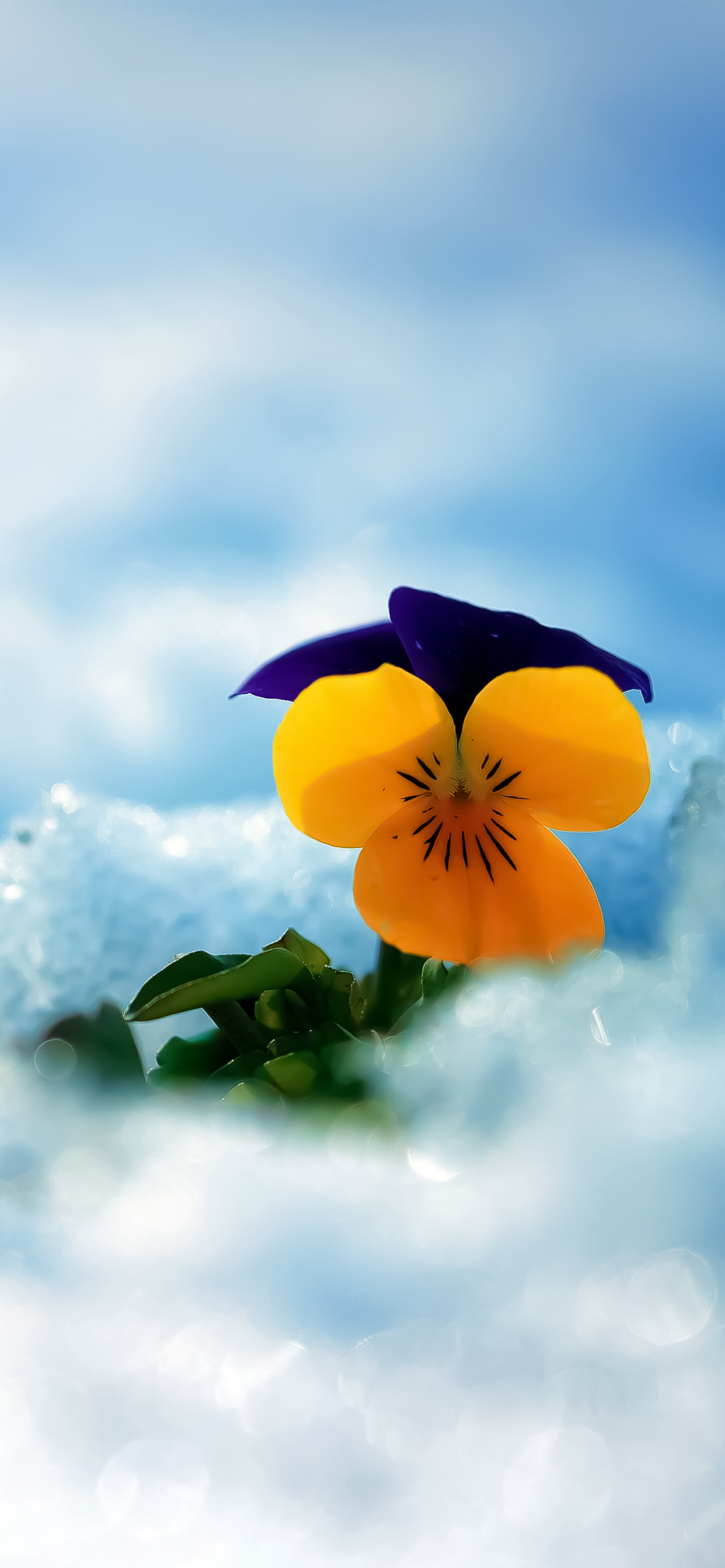 超清黑色花朵全面屏手机壁纸,苹果ios壁纸超清4k全面屏