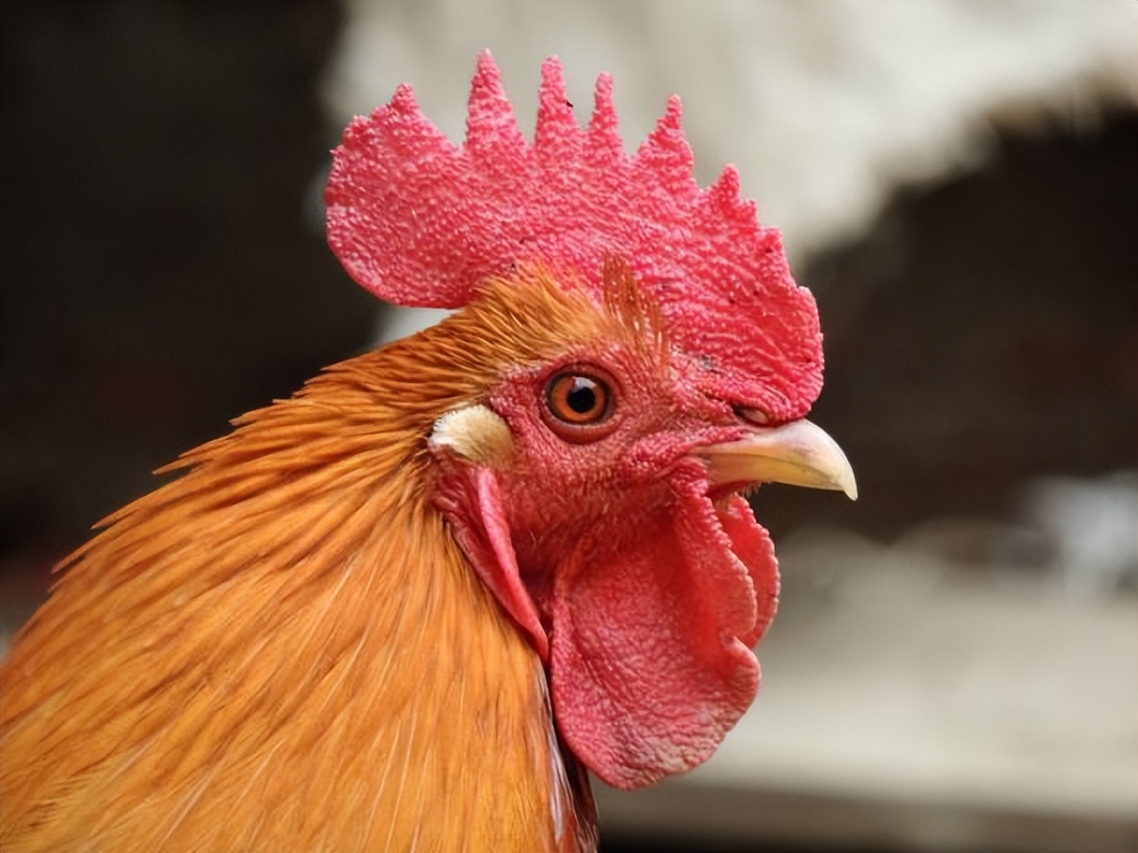 什么鸡头防抖效果最好,鸡头为何有防抖功能