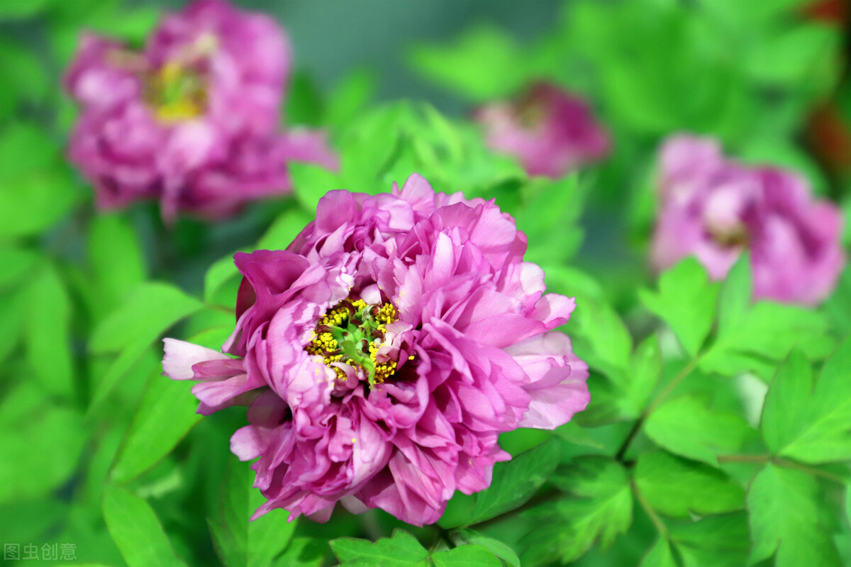 真正的中国国花是什么花,中国的国花是什么花官方认证