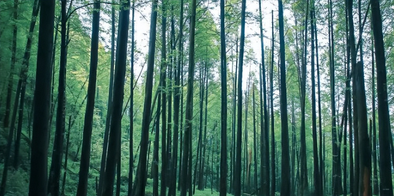 成都徒步原始森林好去处推荐,成都周边徒步森林公园推荐