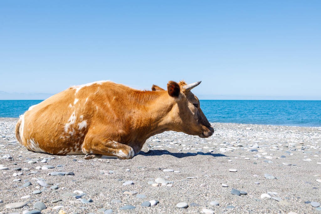 黑兔来送财好不好,黑兔来财