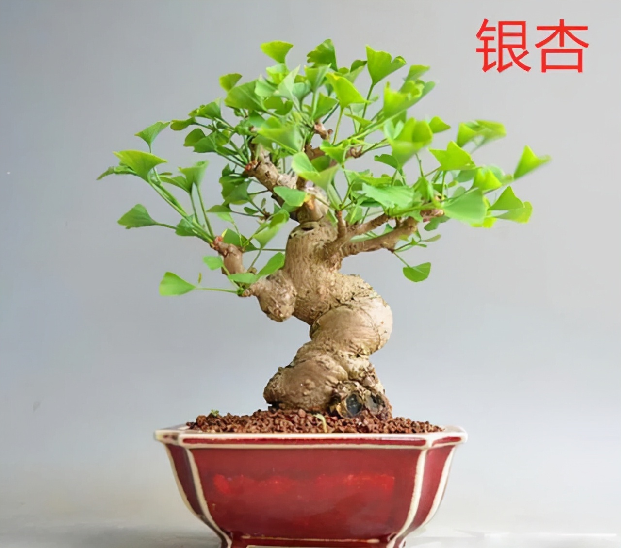 客厅有树十有九福,家中有树十家九富