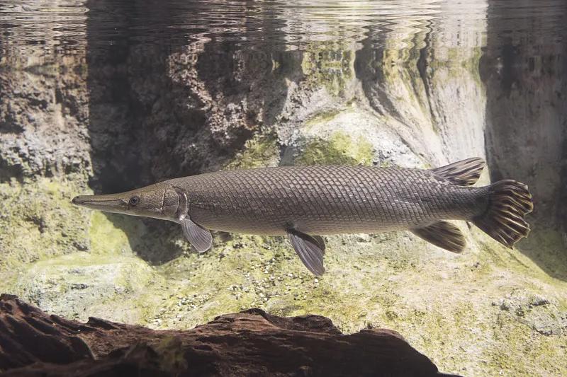 最好养的观赏鱼冷水鱼有哪些中型,冷水鱼有哪些观赏鱼比较好看