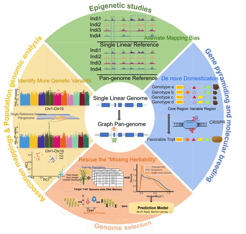 泛基因组学在植物中的应用,综述植物泛基因组及其应用