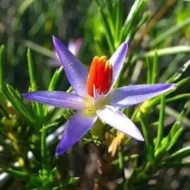 罕见漂亮的鲜花,全球最漂亮的鲜花