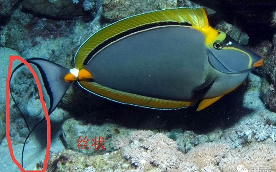 海缸入门花费多少,海缸入门推荐