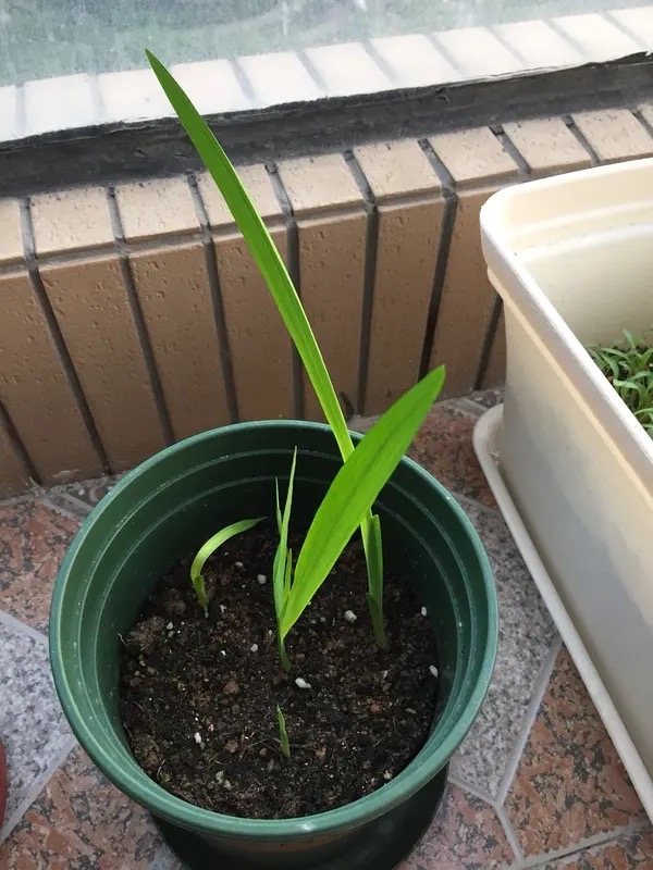 最适合小花盆种的花,顽强的小花草