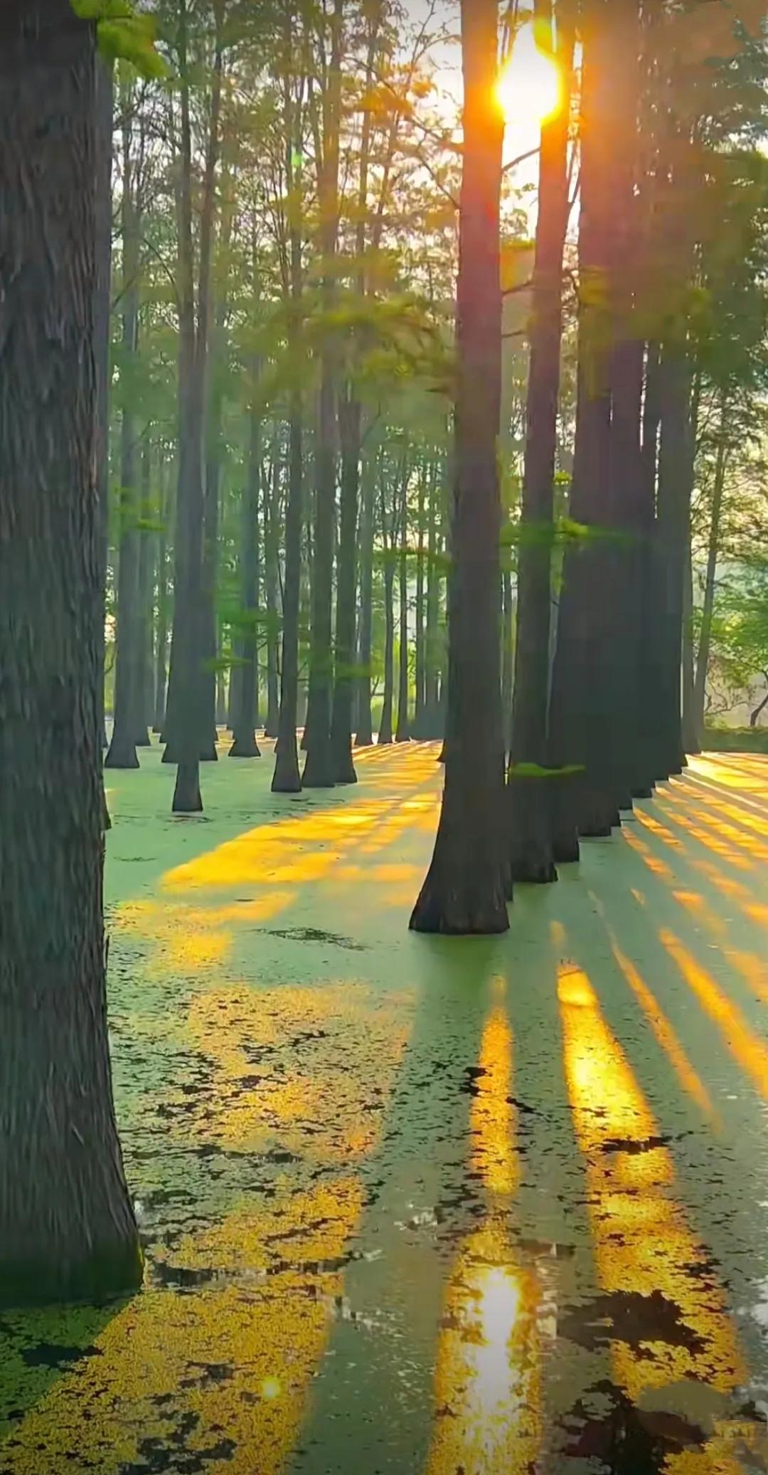 扬州渌洋湖湿地,江苏扬州渌洋湖湿地公园