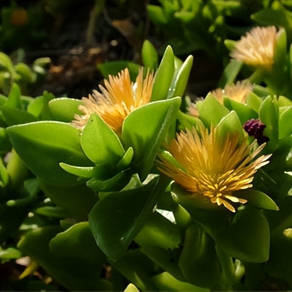 102个大类近500个多肉植物图片，都极其美丽，建议在家中也养一盆