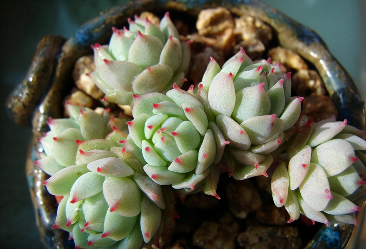 十二卷多肉的品种图鉴,100种多肉植物图片大全