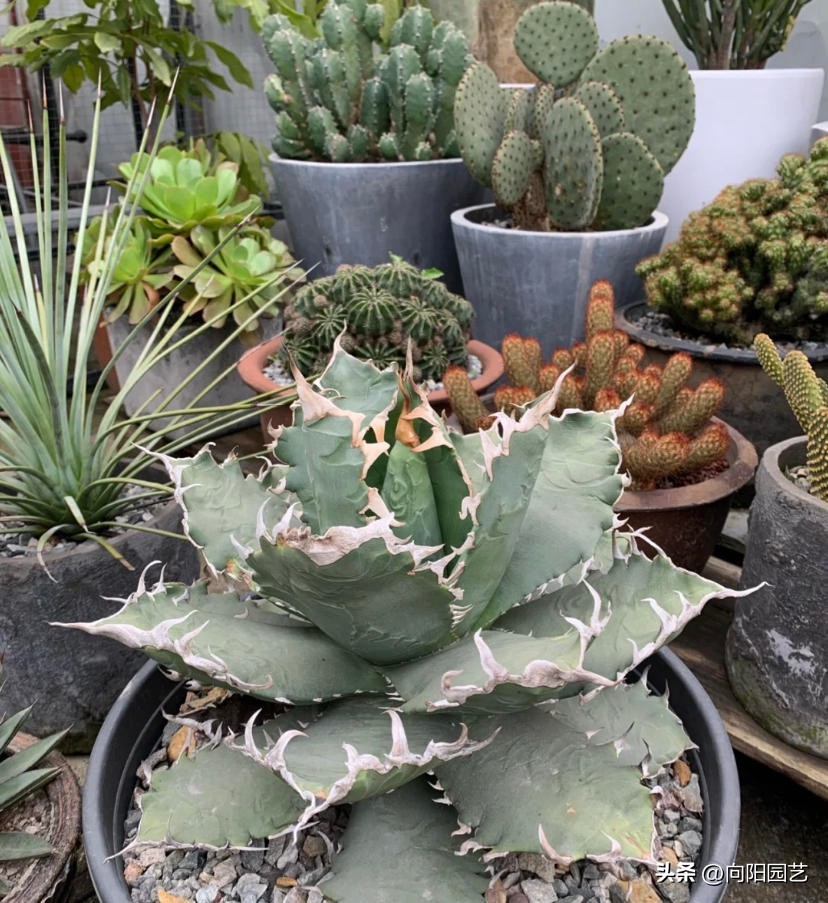 块根多肉有哪些品种,常见的块根多肉有哪些品种