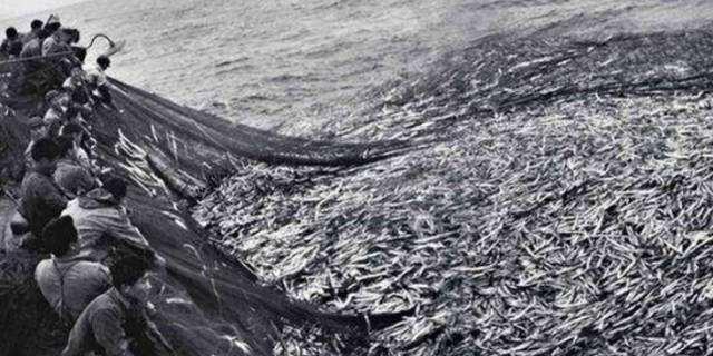 渔民捕到7斤大黄鱼卖出4万多元,渔民一网捕近5000斤野生大黄鱼