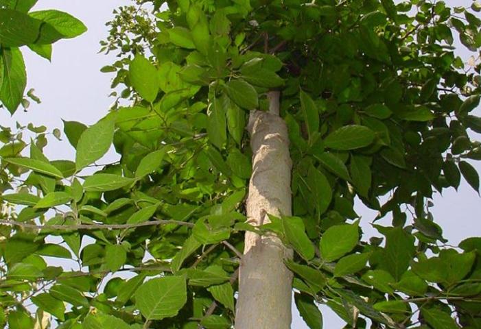 广东老板放弃皮革生意，靠“壮阳树”年入千万，一张树皮卖千元