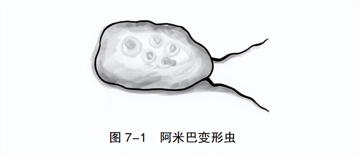 阿米巴合伙人管理详细方案,阿米巴合伙人怎么管理