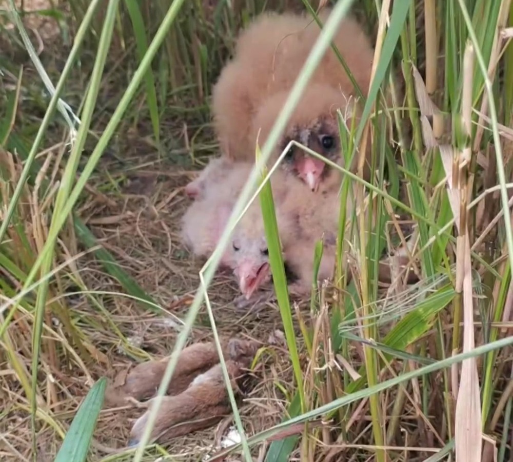 猴面鹰被人发现,猴面鹰有多可怕