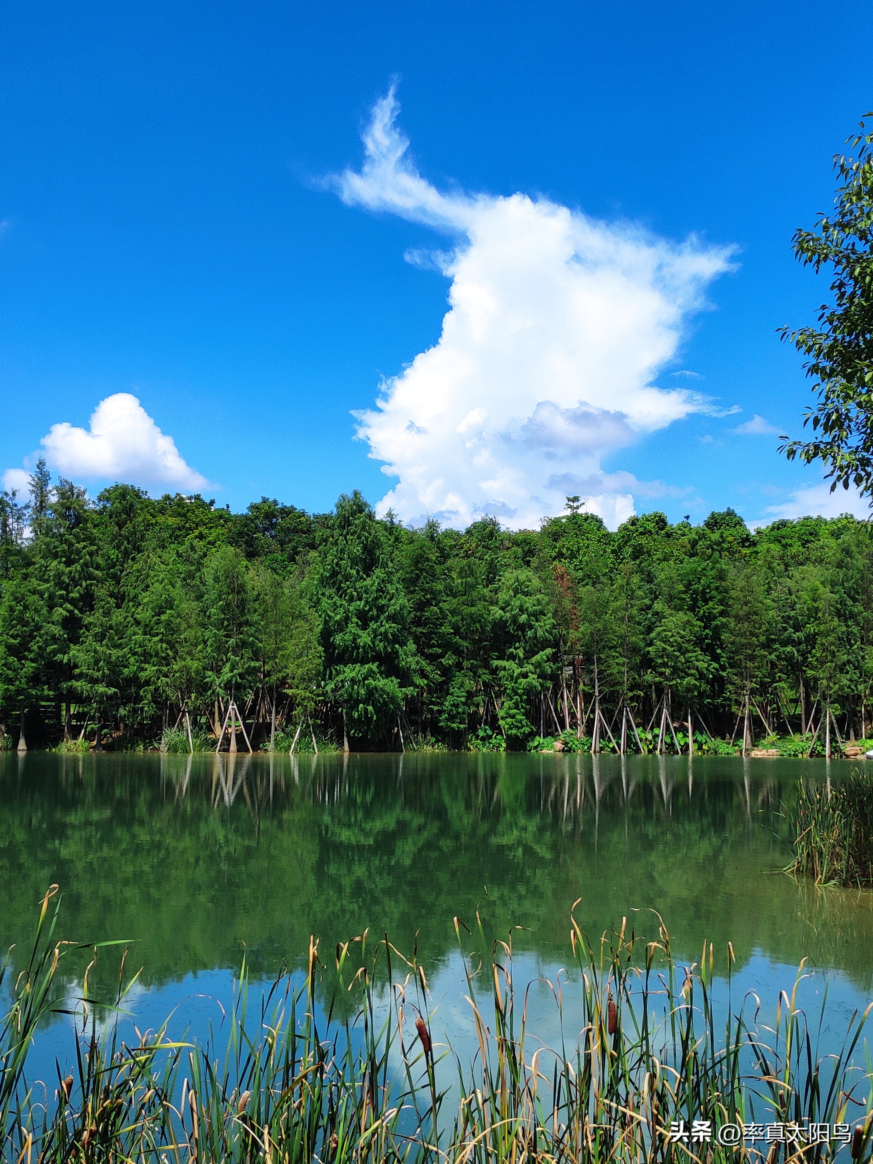 秋水之韵文章,秋水之韵抖音