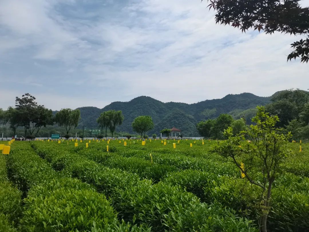 茶叶产品执行标准的分类,茶叶国家质量标准最新