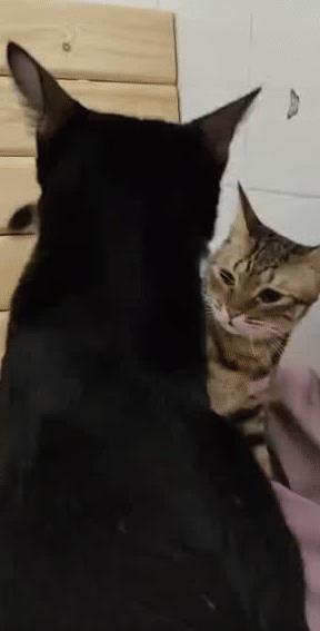 猫咪生病怎么办才能治好,猫咪生病怎么办最好的方法