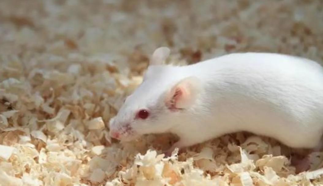 美国8只白鼠进入乐园,美国将8只白鼠放进乐园