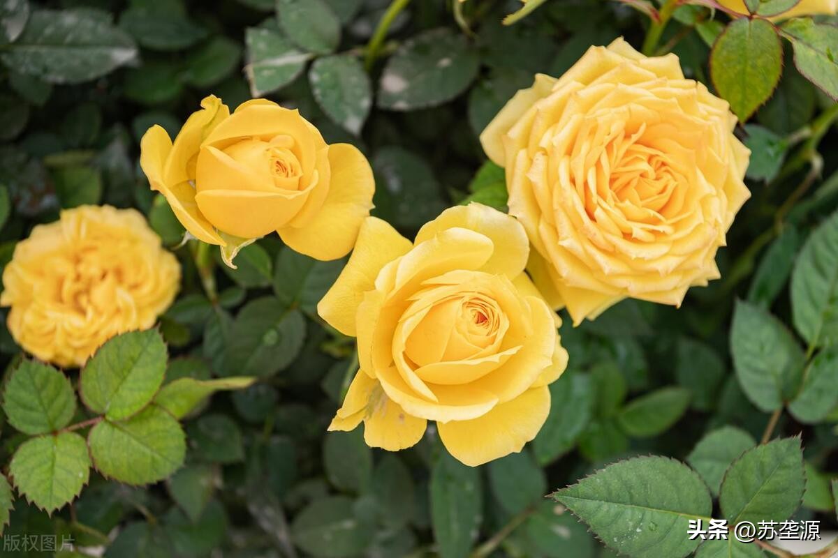 中国十大名花茶花香味排行榜,中国十大名花之一排行榜