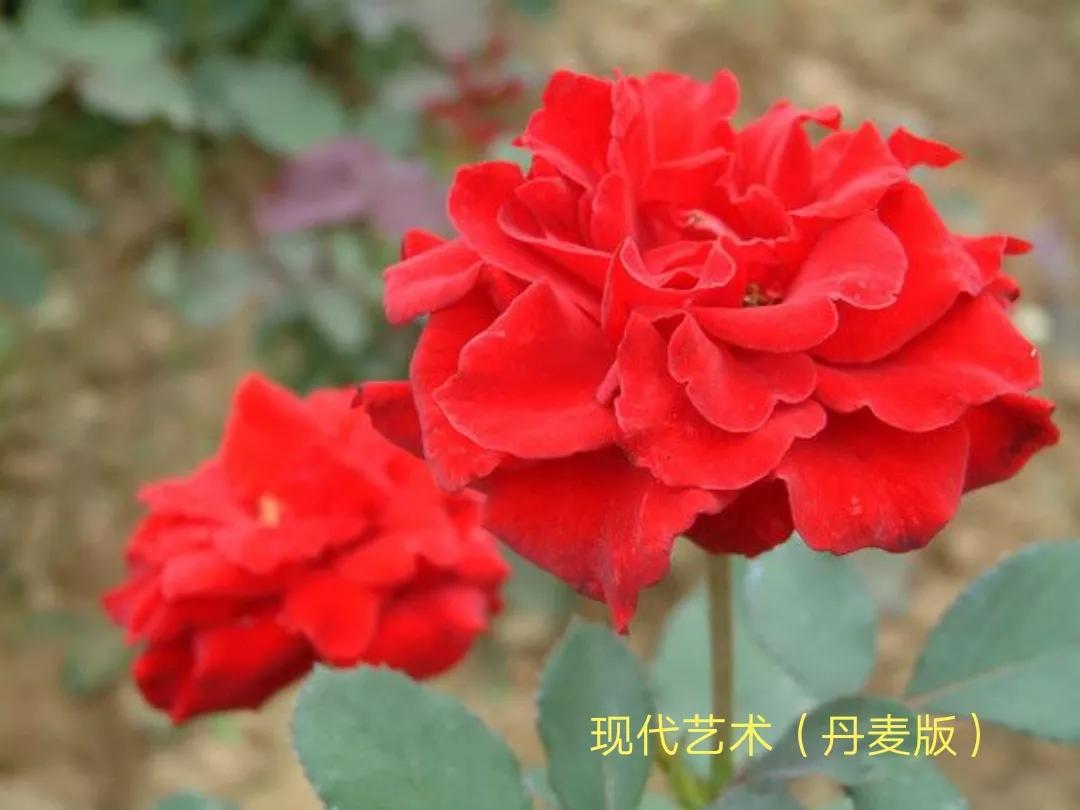 花店卖的切花月季品种,切花月季冬季修剪方法