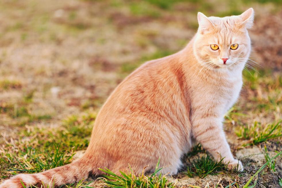 猫咪在成长期间会有哪些变化,猫咪一生性格变化