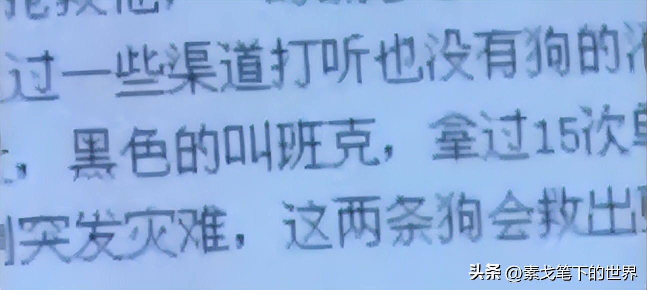 男子捡400只流浪狗,四川男子从路边捡来黑狗完整版