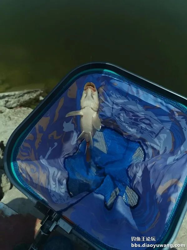 夜钓沙坑钓鱼视频大全,首钓