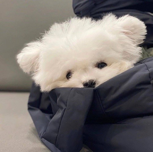 狗狗有一个指甲是黑色的怎么回事,狗狗指甲根部像淤血一样怎么回事