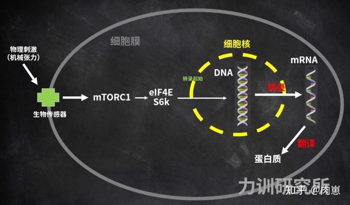 健身增肌的原理是什么,健身增肌原理动作讲解