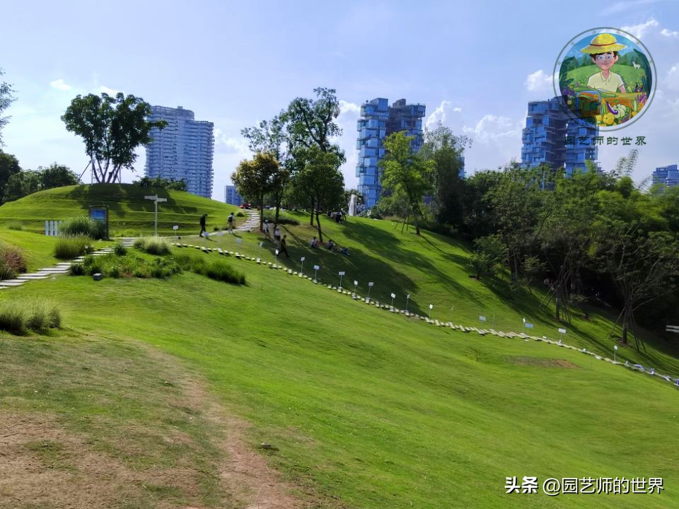 疏林草地的作用,疏林草地效果图