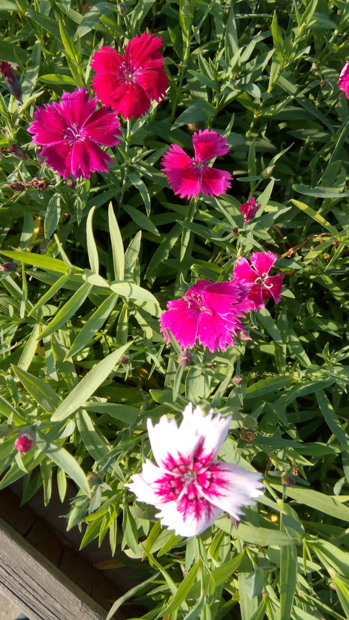 视觉盛宴五种赏花名花供您选择,春天十种最美的花介绍